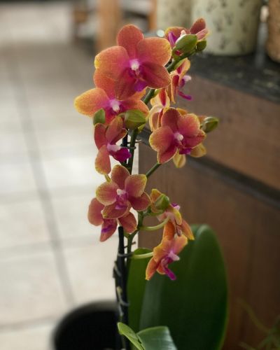#Orchideen, #OrchideenLiebe, #OrchideenBlüte, #Blumen, #BlumenLiebe, #Blumenstrauß, #Blumenladen, #Geschenke, #Geschenkartikel, #Geschenkideen, #Creative, #Frühling, #FrühlingsDeko, #Frühlingsblumen, #Ostern, #OsterDeko, #Hauenstein, #Pirmasens, #SüdlicheWeinstraße
